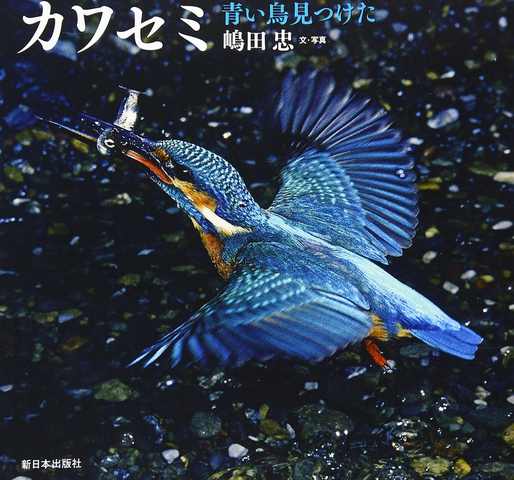 カワセミ―青い鳥見つけた (日本の野鳥)