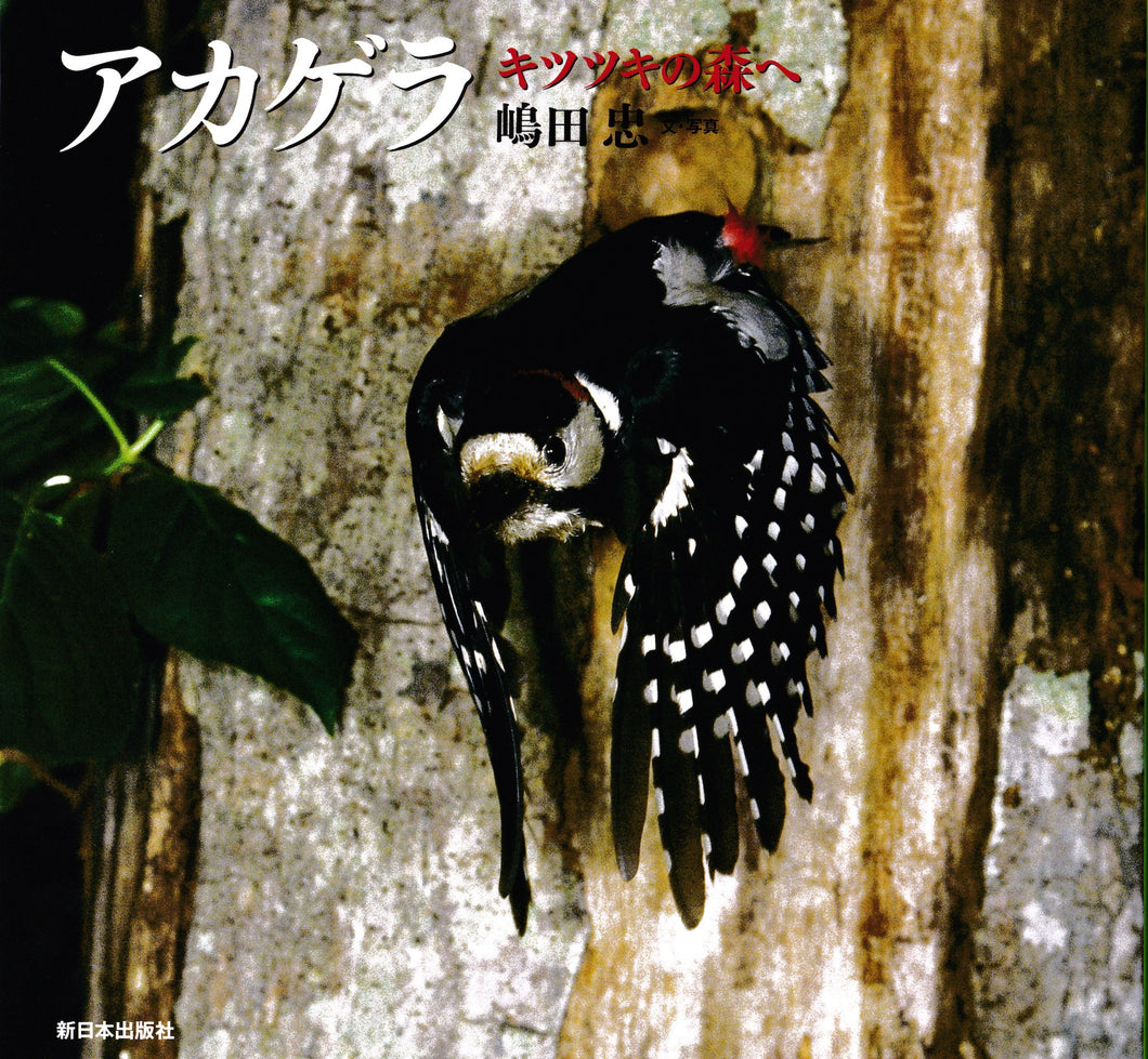 アカゲラ―キツツキの森へ (日本の野鳥)