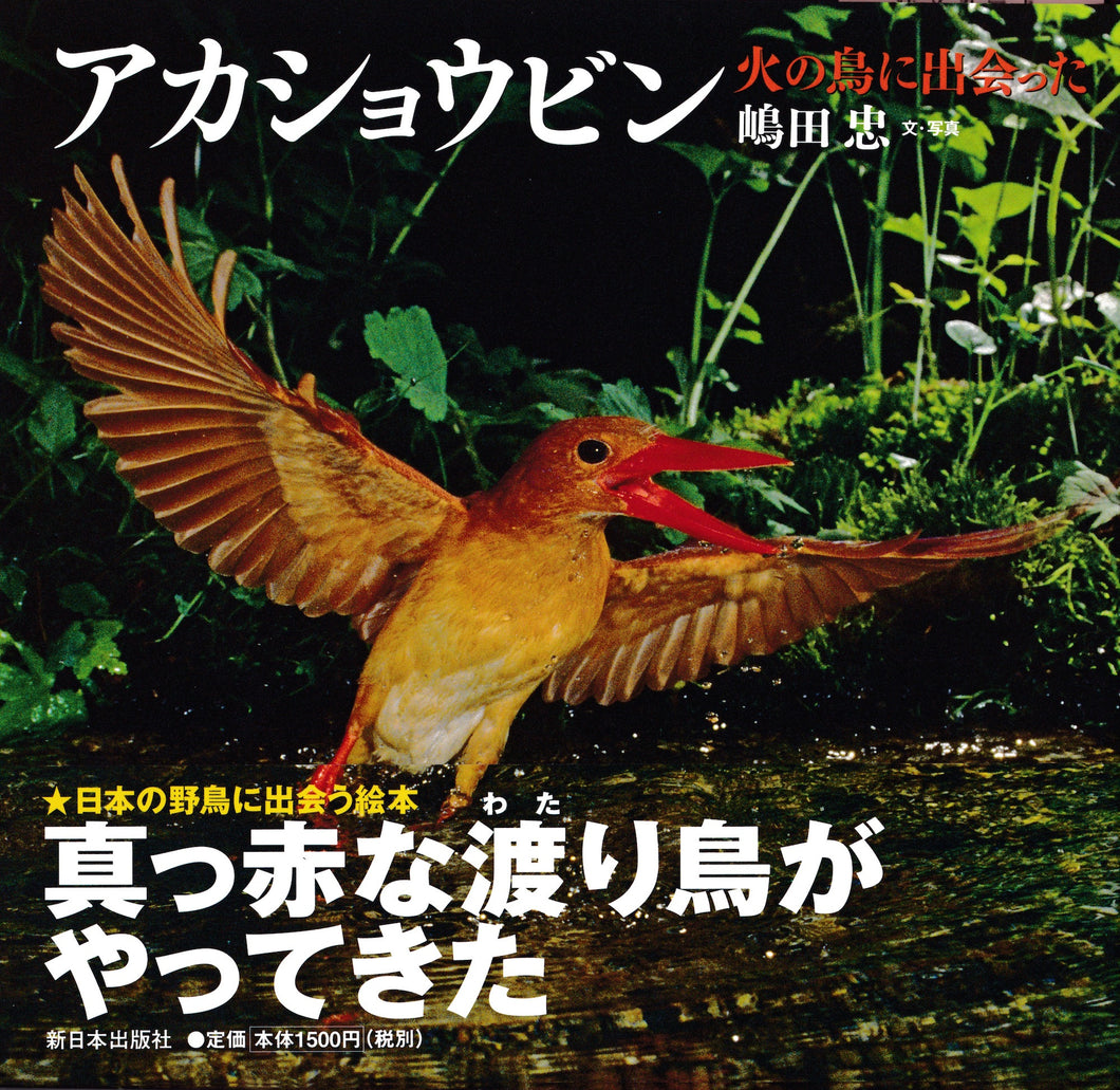 アカショウビン―火の鳥に出会った (日本の野鳥)