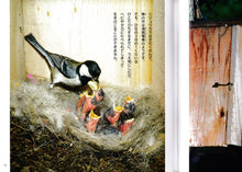シジュウカラ―庭にくる小鳥 (日本の野鳥)
